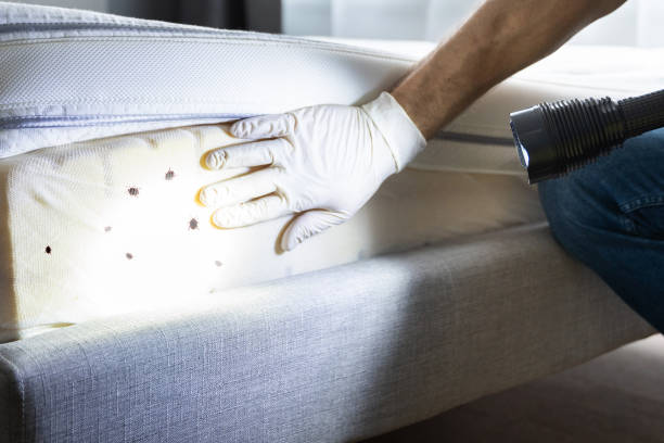Best Pest Control Treatment  in Dodson Branch, TN