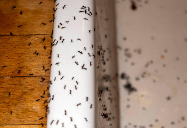 Best Affordable Pest Control Services  in Dodson Branch, TN
