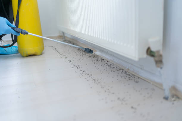 Best Affordable Pest Control Services  in Dodson Branch, TN