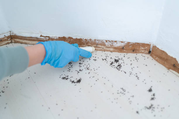 Best Bed Bug Extermination  in Dodson Branch, TN